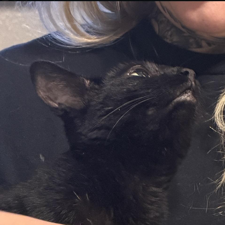Enlarge Lily, a Adoptable Bombay in Latham, NY image 3/6
