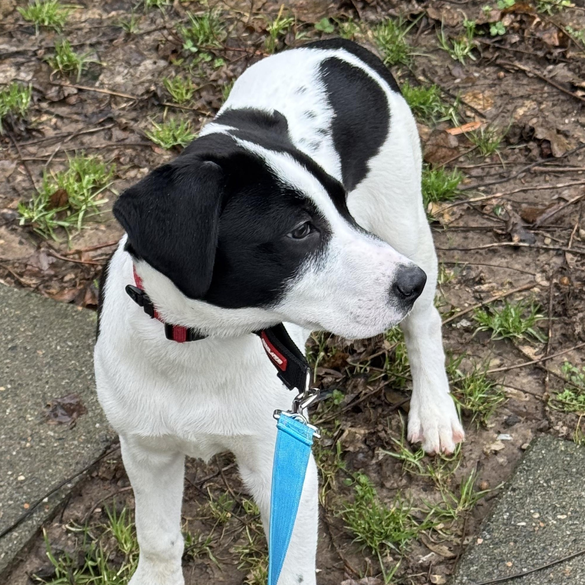 Enlarge Toby, a ADOPTABLE mixed breed in Richmond, VA image 3/6