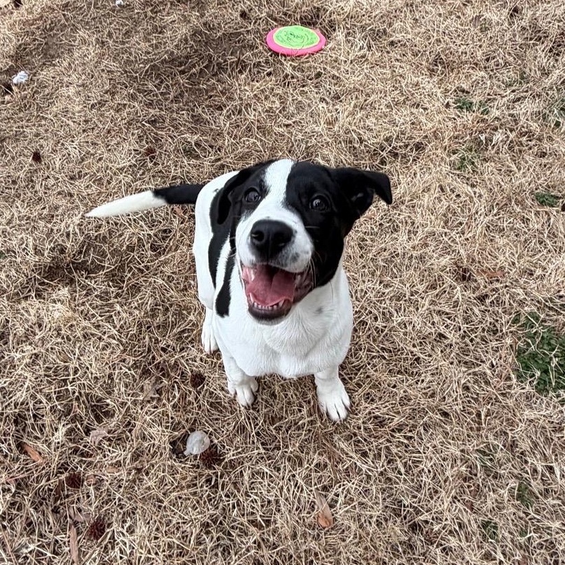 Enlarge Toby, a ADOPTABLE mixed breed in Richmond, VA image 4/6