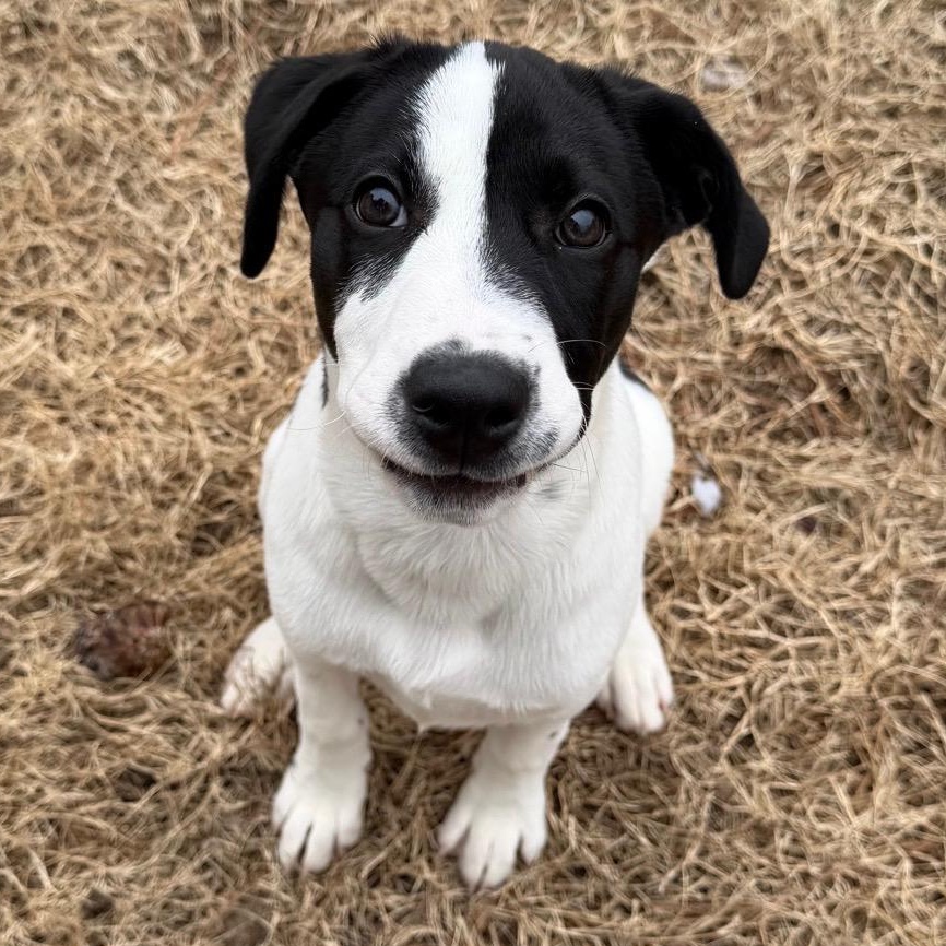 Enlarge Toby, a ADOPTABLE mixed breed in Richmond, VA image 1/6