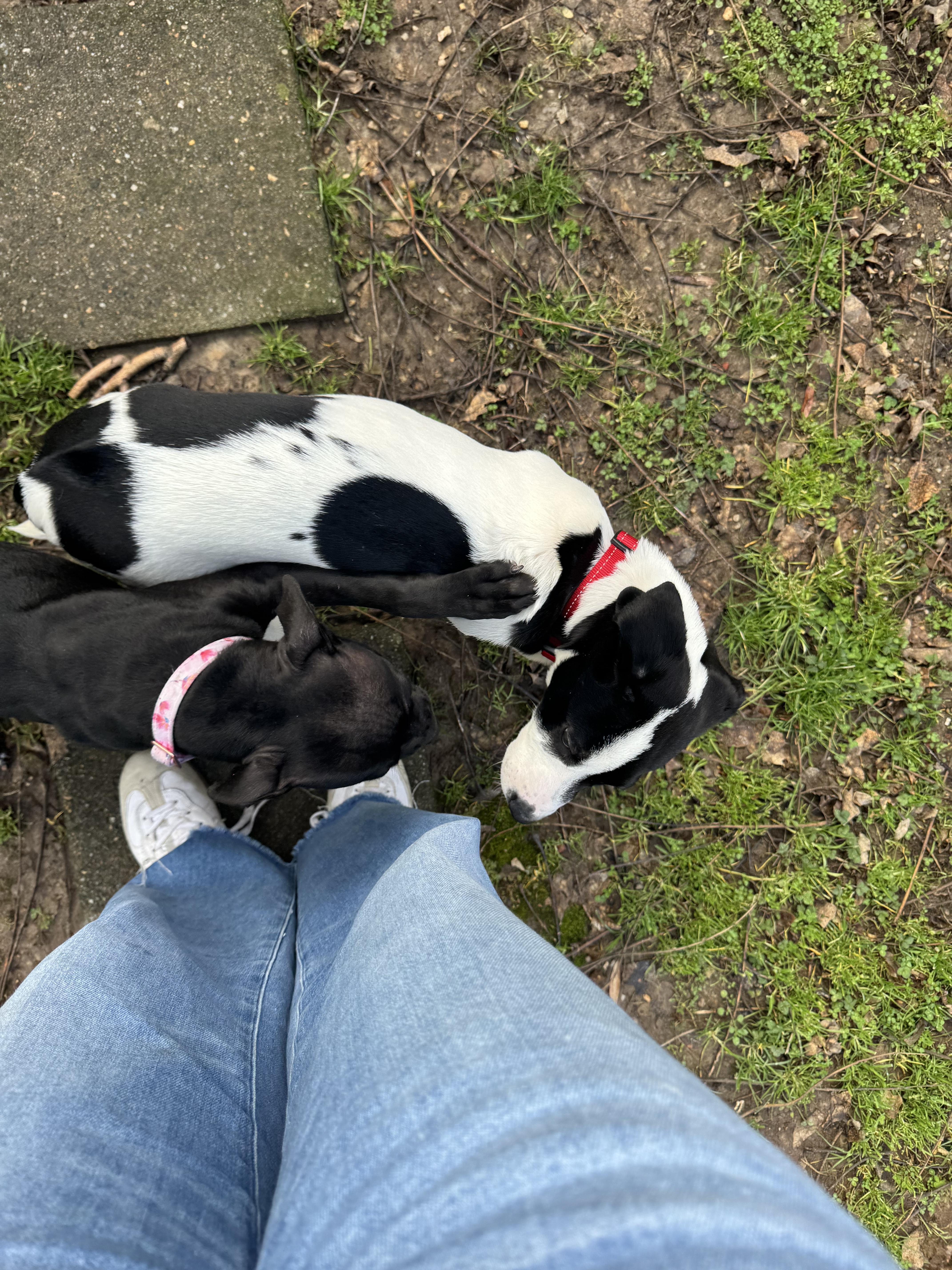 Enlarge Toby, a ADOPTABLE mixed breed in Richmond, VA image 6/6