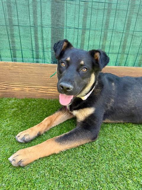 Enlarge Granola, a Adoptable mixed breed in Agoura Hills, CA image 3/5