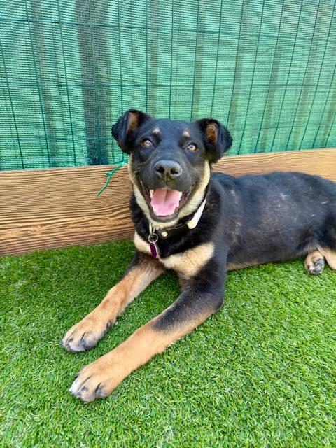 Enlarge Granola, a Adoptable mixed breed in Agoura Hills, CA image 4/5