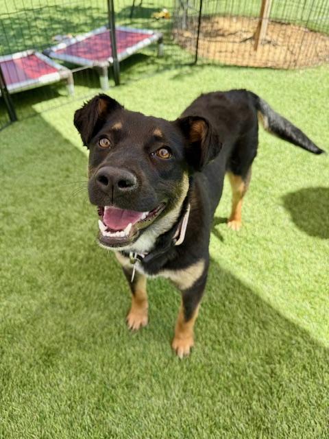 Enlarge Granola, a Adoptable mixed breed in Agoura Hills, CA image 5/5