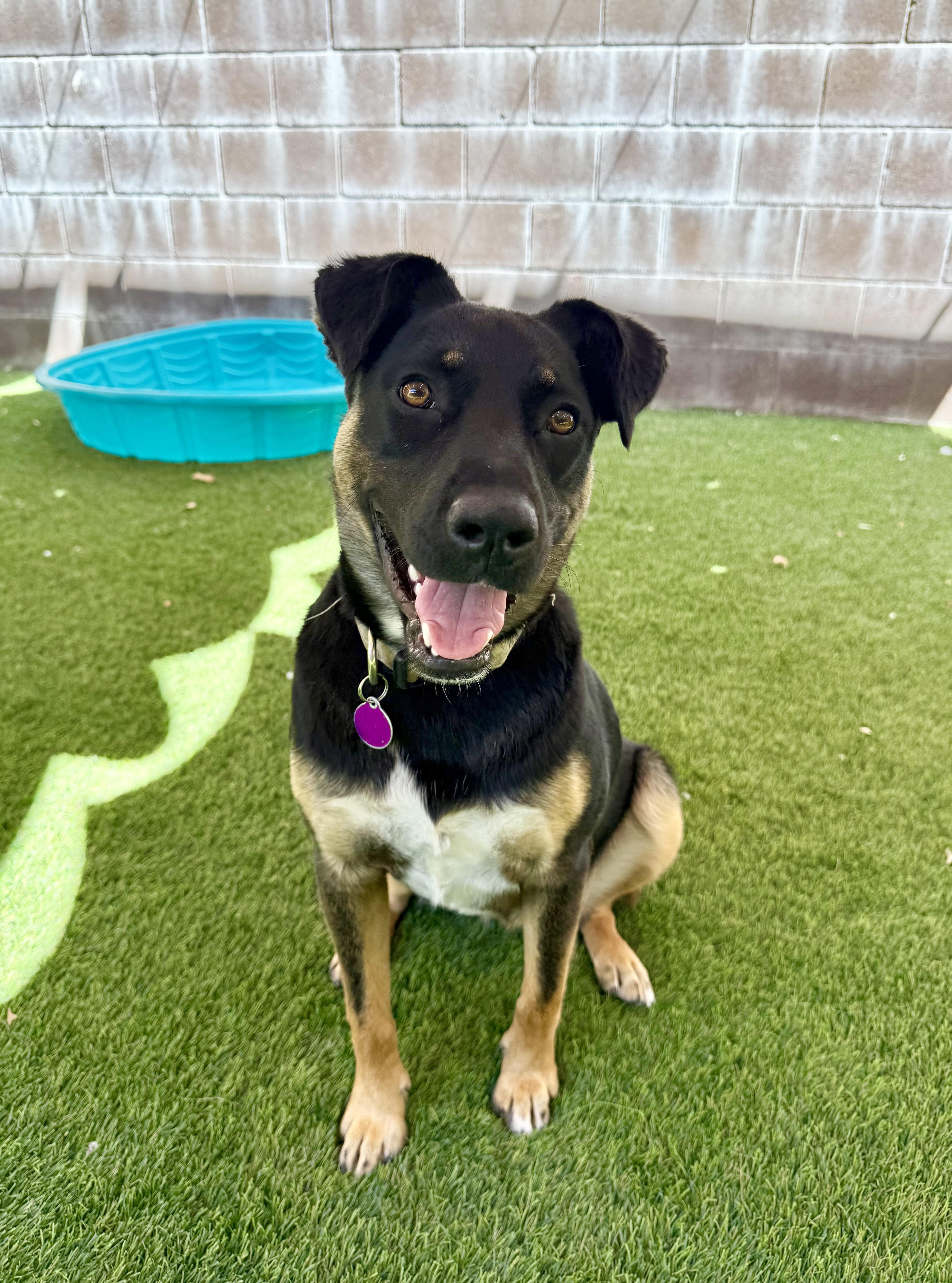 Granola, Adoptable, Young Female Australian Cattle Dog / Blue Heeler.