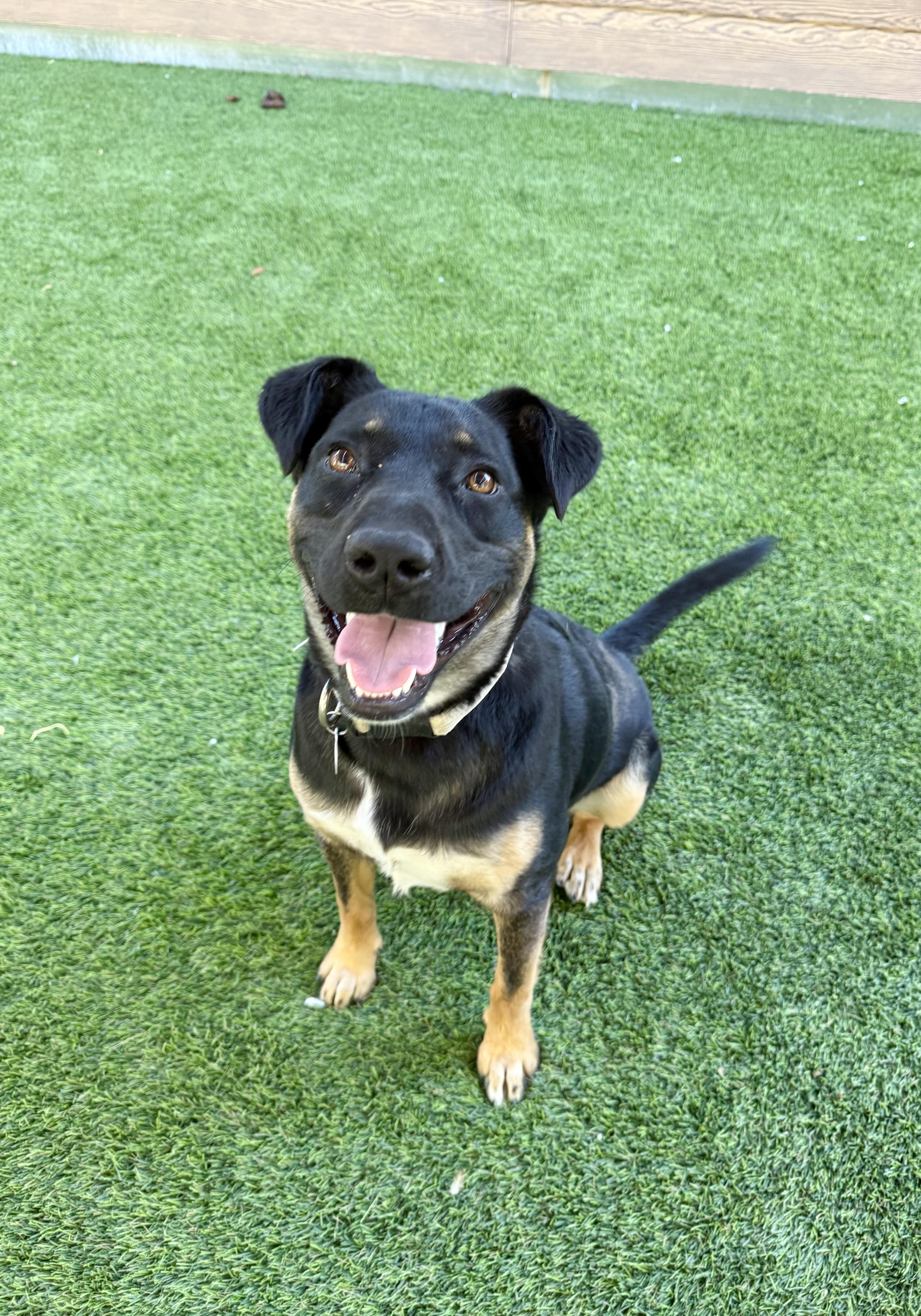 Enlarge Granola, a Adoptable mixed breed in Agoura Hills, CA image 2/5