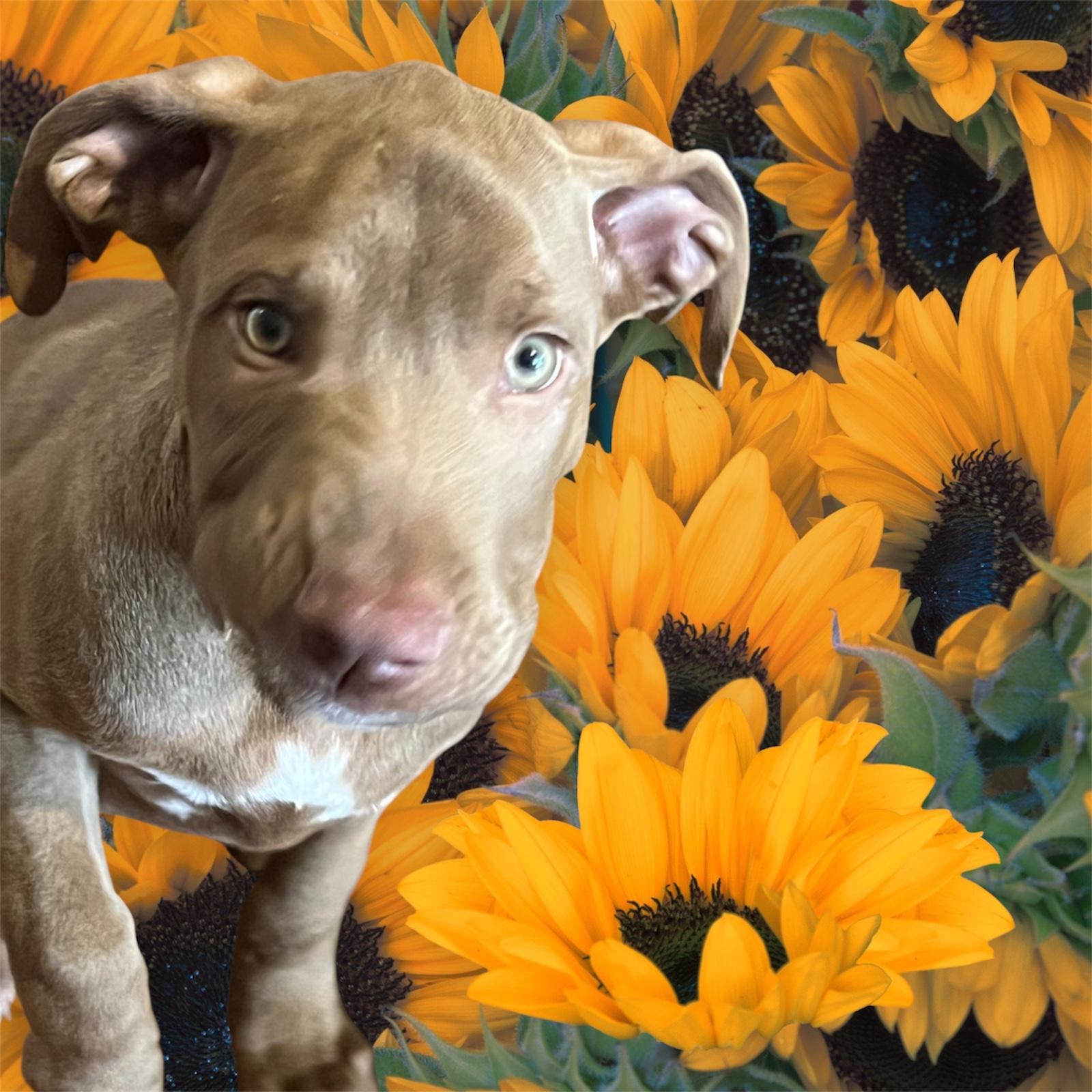 Canelo, a Adoptable mixed breed image 1/3