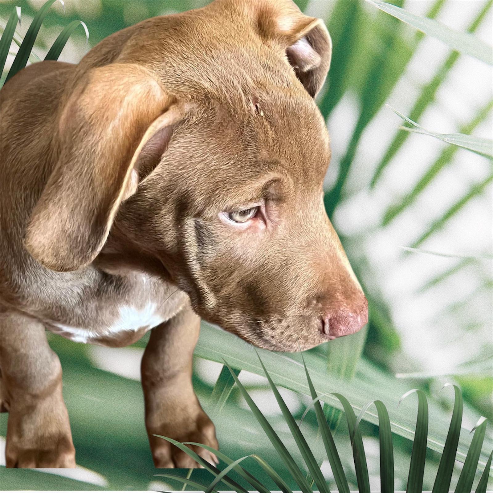 Canelo, a Adoptable mixed breed image 2/3