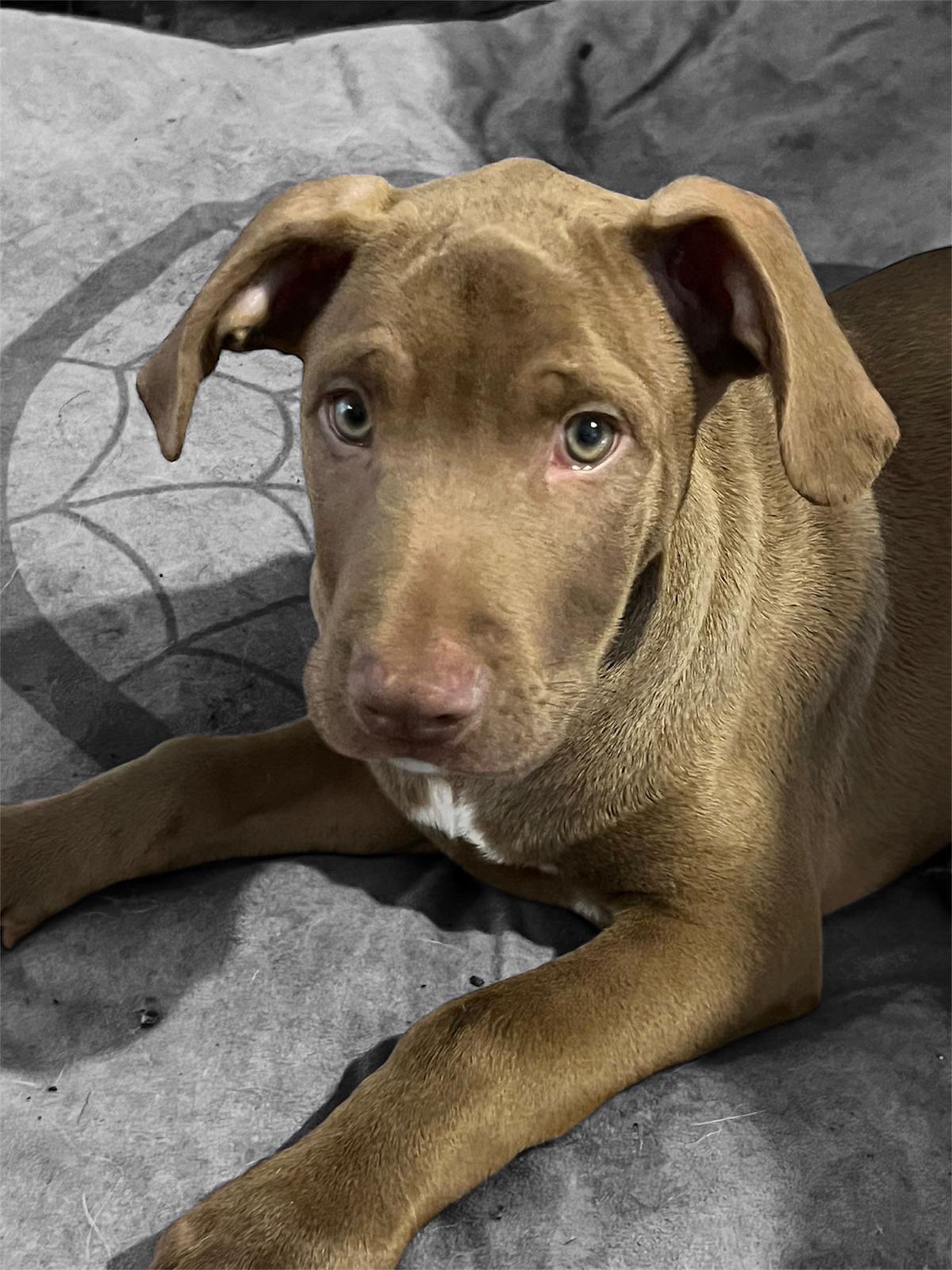 Canelo, a Adoptable mixed breed image 3/3