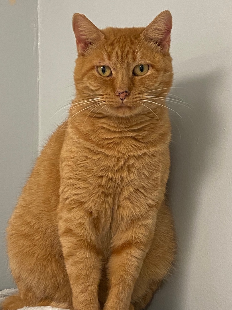 Fergie, a Adoptable Domestic Short Hair in Freeport, NY image 1/3