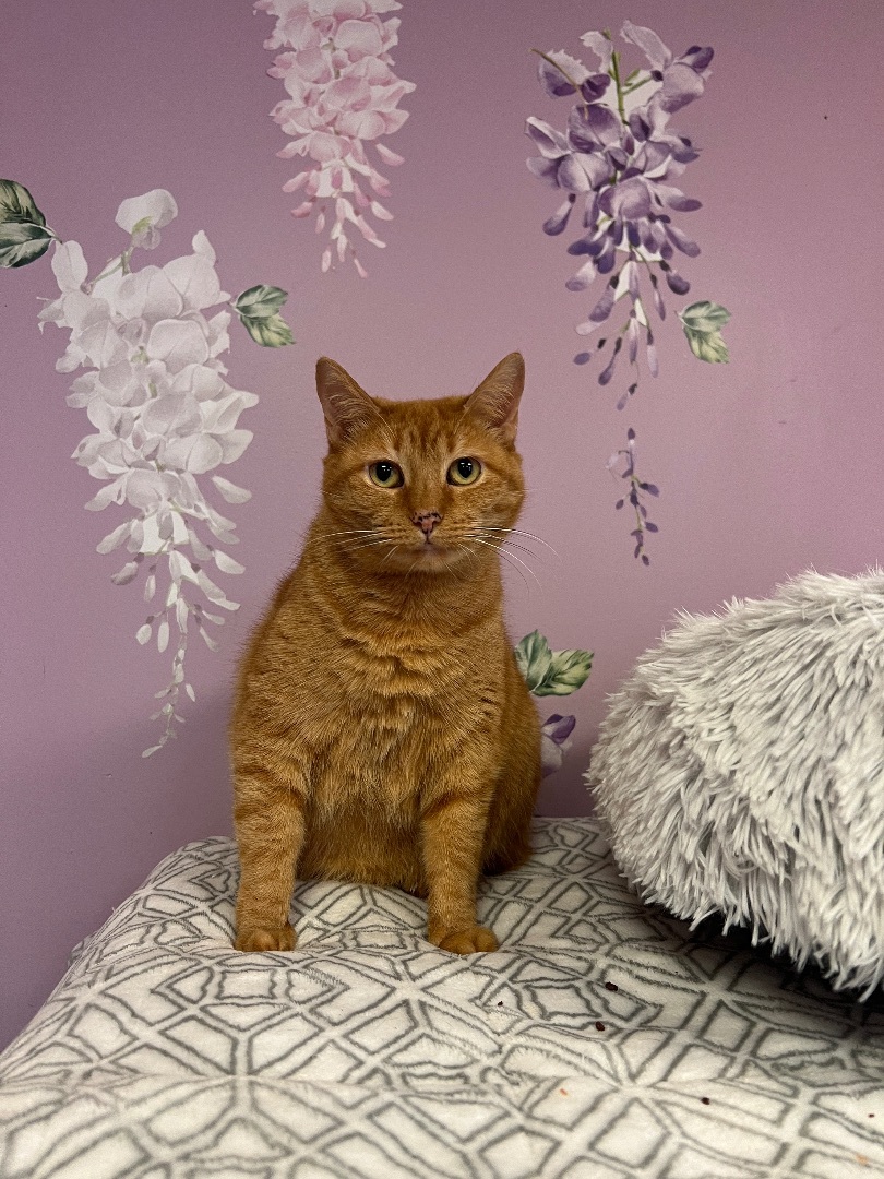 Fergie, a Adoptable Domestic Short Hair in Freeport, NY image 2/3