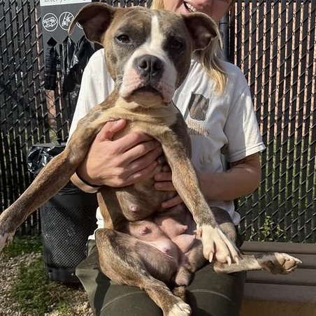 Taro, adoptable, Young Female Mixed Breed.