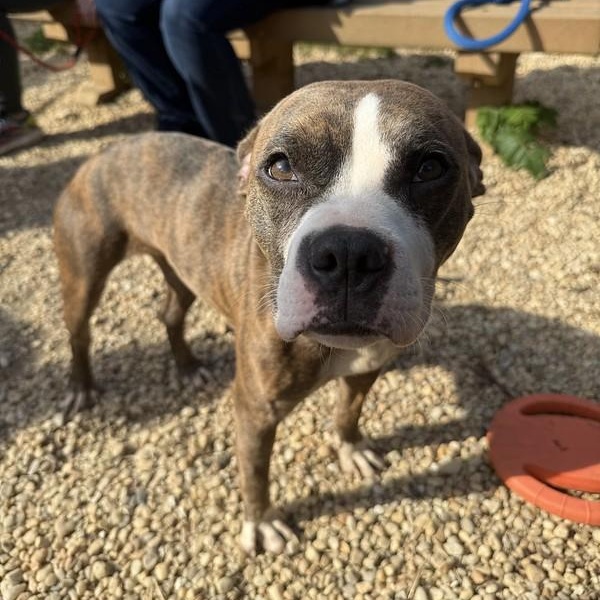 Enlarge Taro, an adoptable Mixed Breed in Philadelphia, PA image 4/6