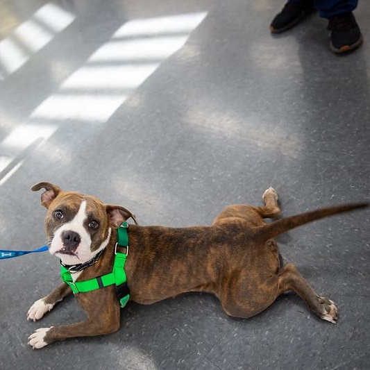 Enlarge Taro, an adoptable Mixed Breed in Philadelphia, PA image 2/6