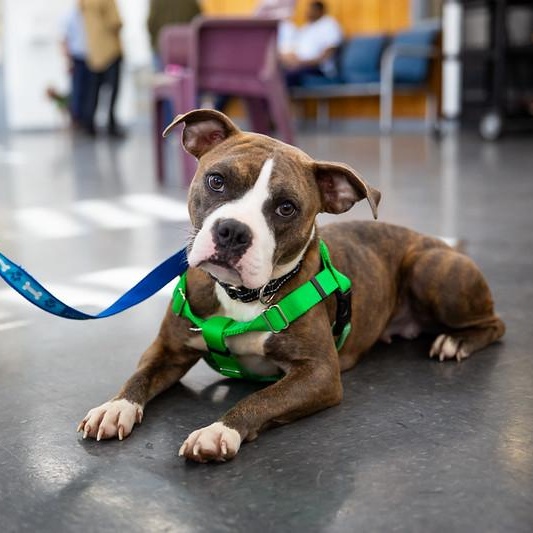 Enlarge Taro, an adoptable Mixed Breed in Philadelphia, PA image 1/6