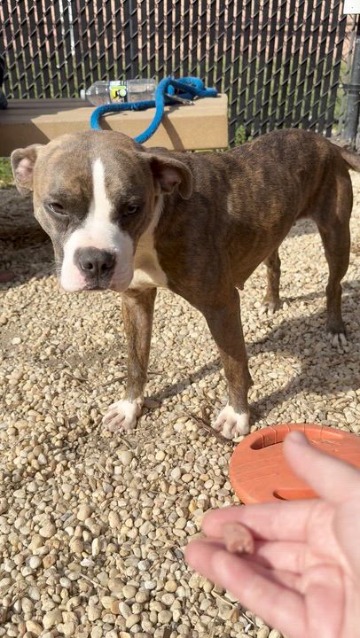 Enlarge Taro, an adoptable Mixed Breed in Philadelphia, PA video 6/6