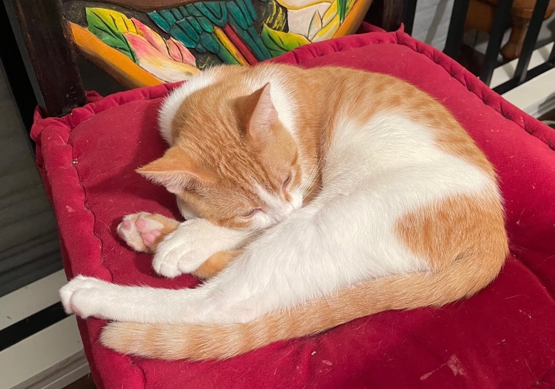 Captain Kirk (bonded to Spock) photo 4