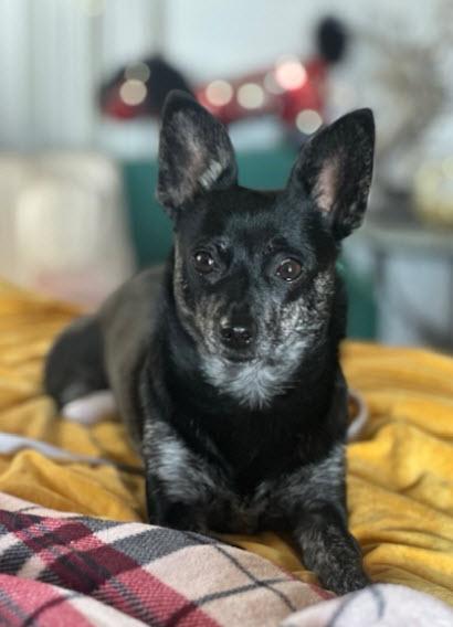 Enlarge Gigi, a Adoptable Chihuahua in Imperial Beach, CA image 3/3