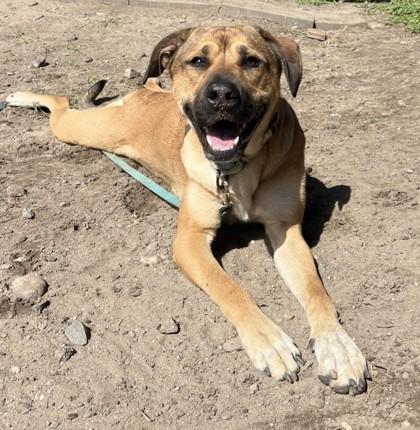 Eva, Adoptable, Adult Female Labrador Retriever & Mixed Breed.