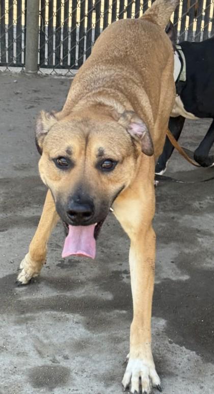 Eva, a Adoptable mixed breed in Savannah, GA image 2/3