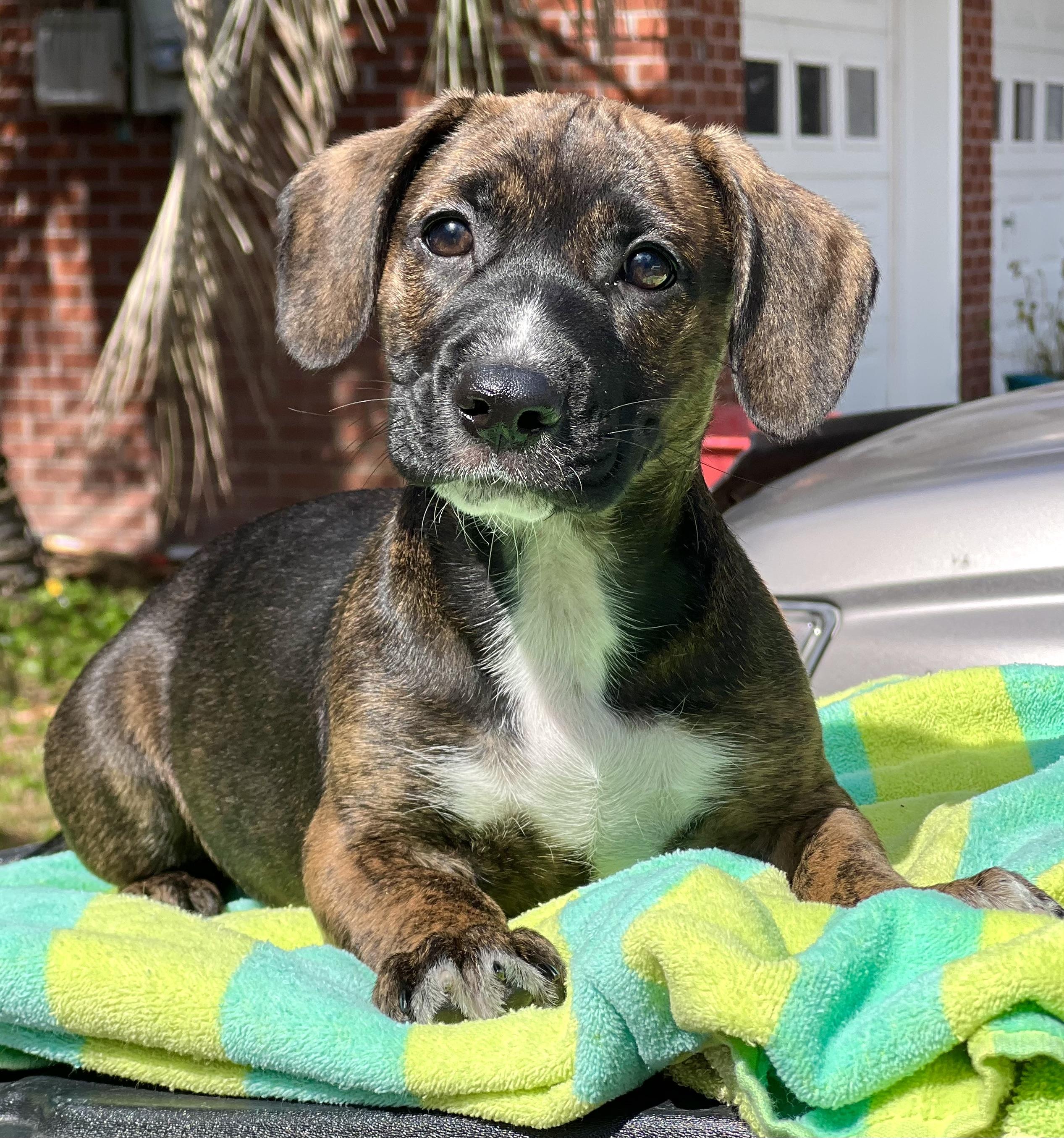 Sprout, adoptable, Puppy Male Mixed Breed.