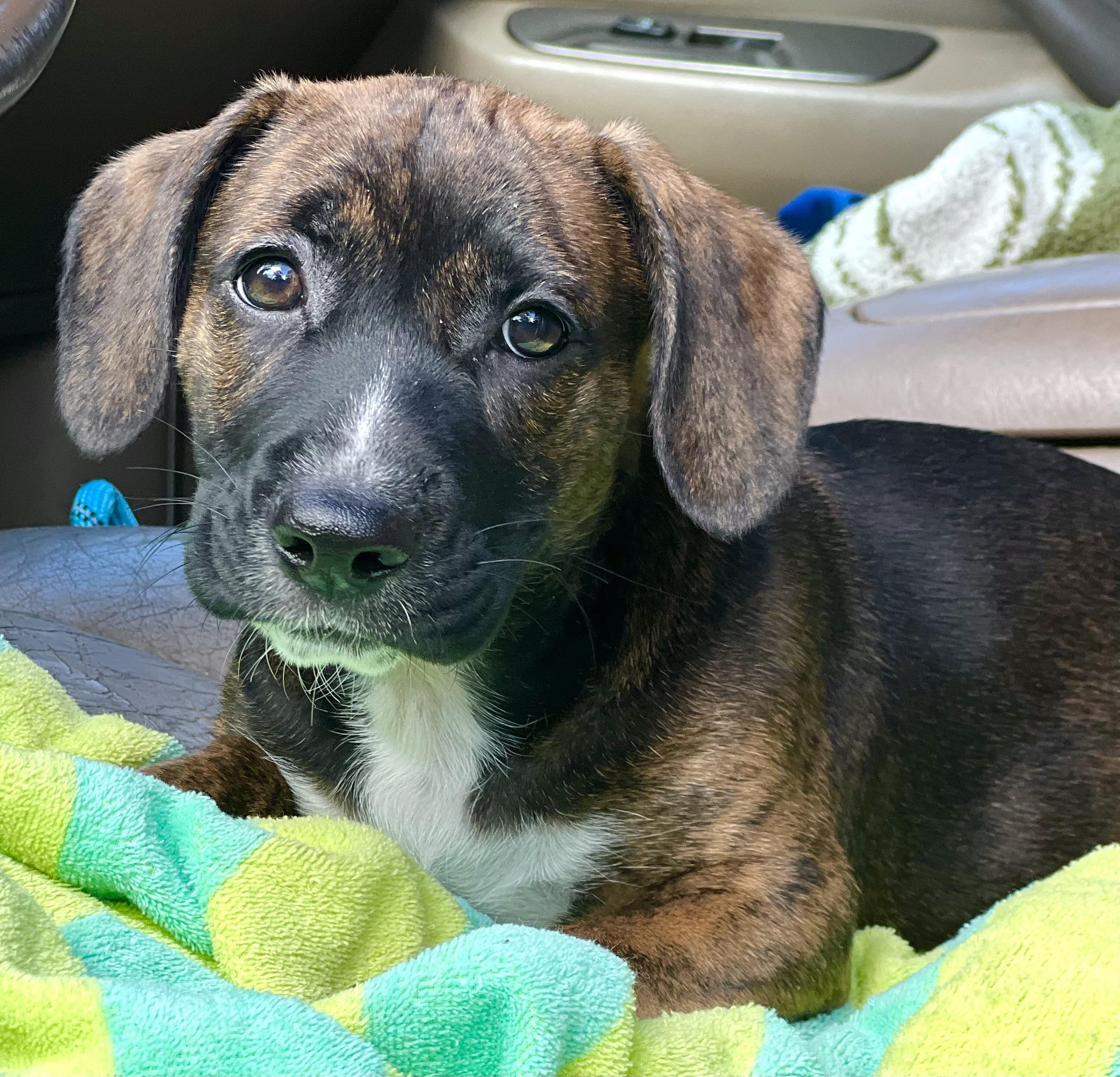 Sprout, an adoptable mixed breed in Mt Pleasant, SC image 2/6