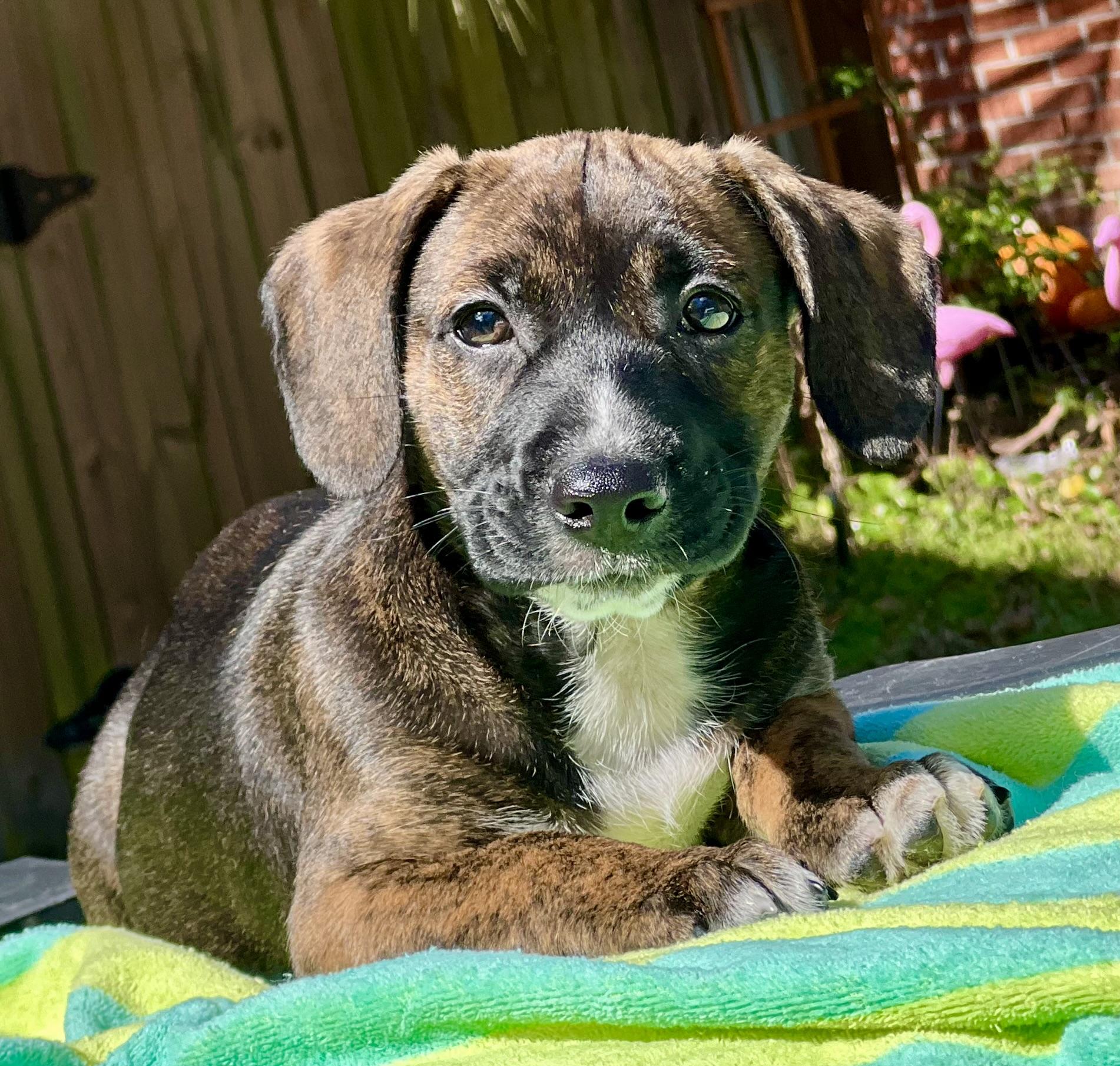 Sprout, an adoptable mixed breed in Mt Pleasant, SC image 3/6