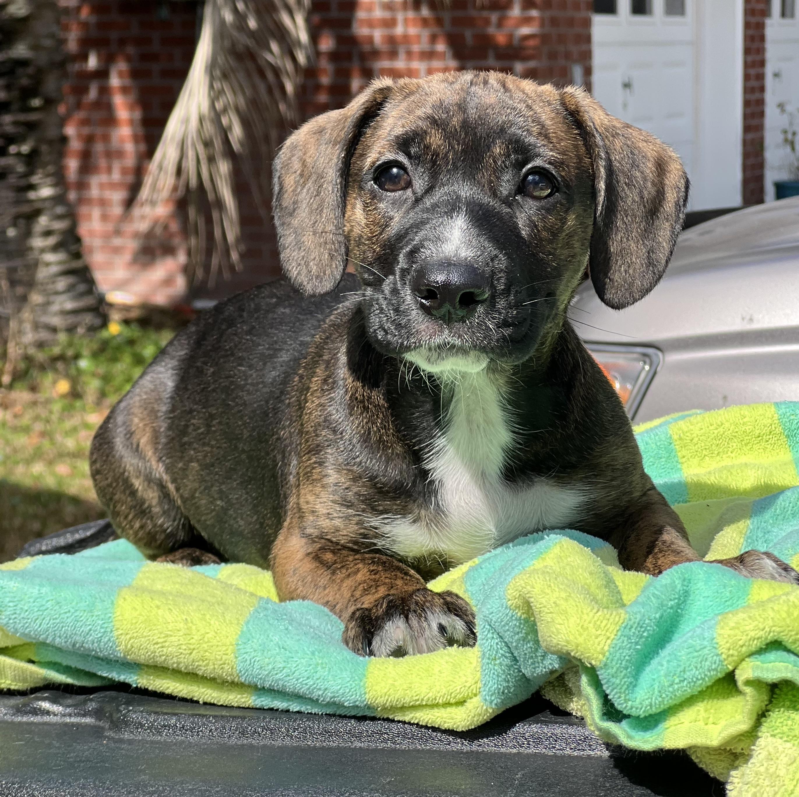 Sprout, an adoptable mixed breed in Mt Pleasant, SC image 6/6