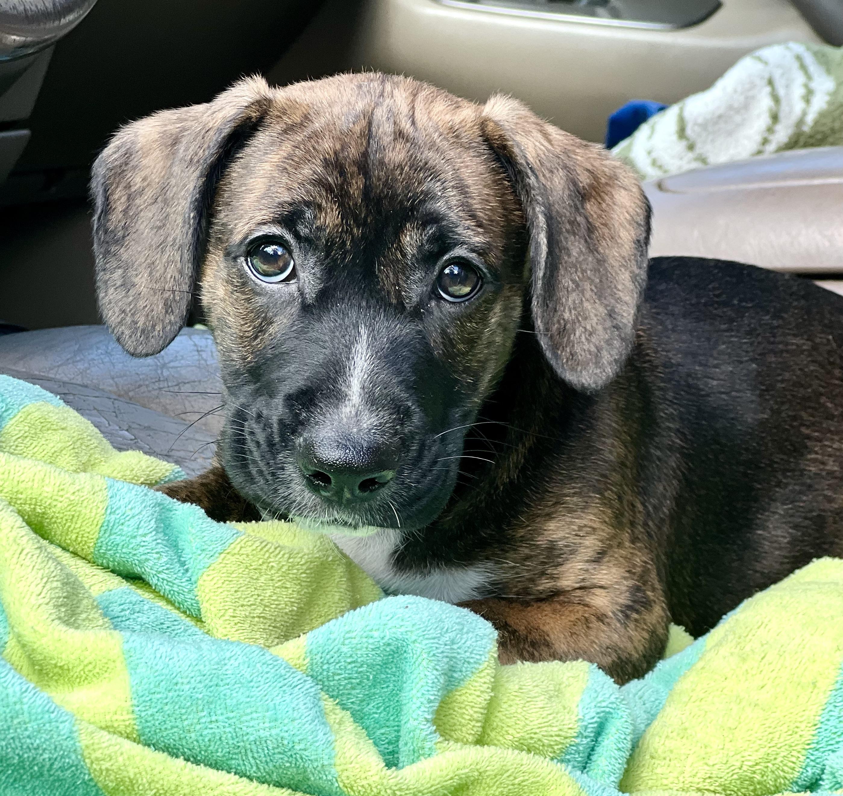 Sprout, an adoptable mixed breed in Mt Pleasant, SC image 4/6