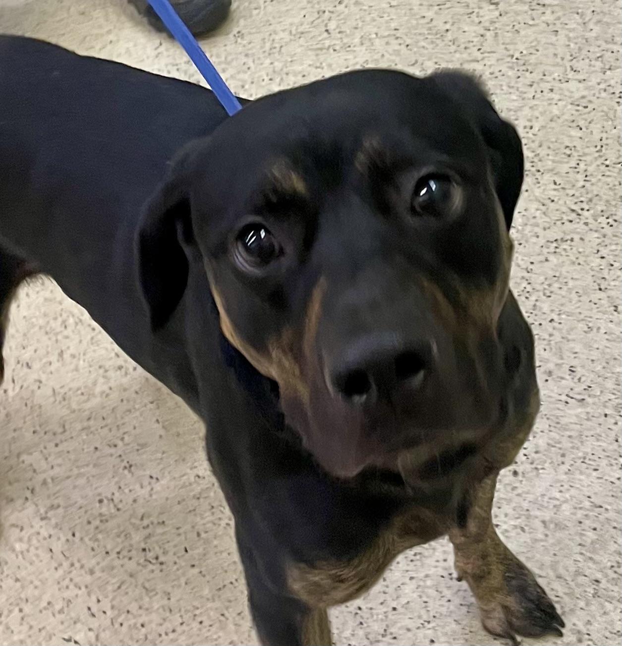 Zekie - ADOPTION FEE WAIVED!