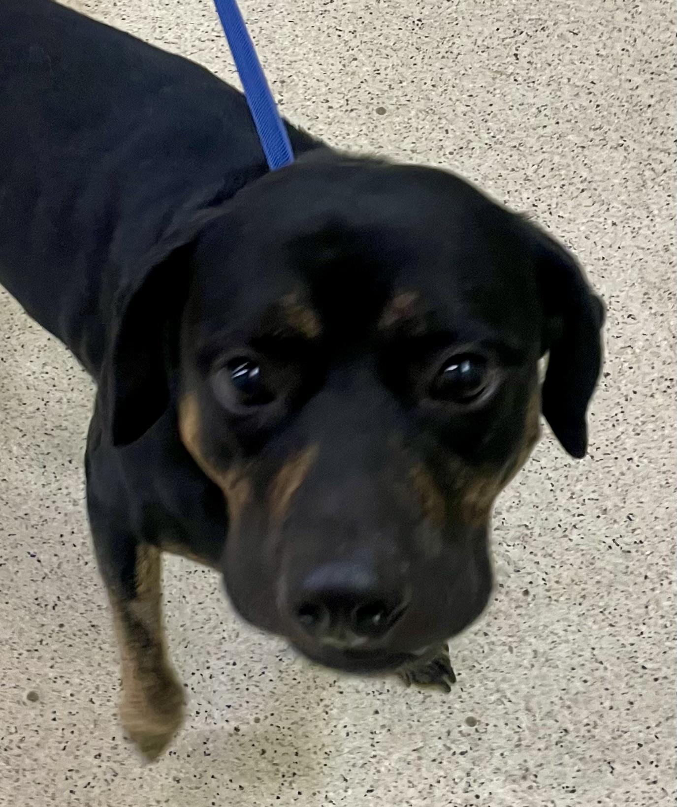 Zekie - ADOPTION FEE WAIVED! — thumbnail 2