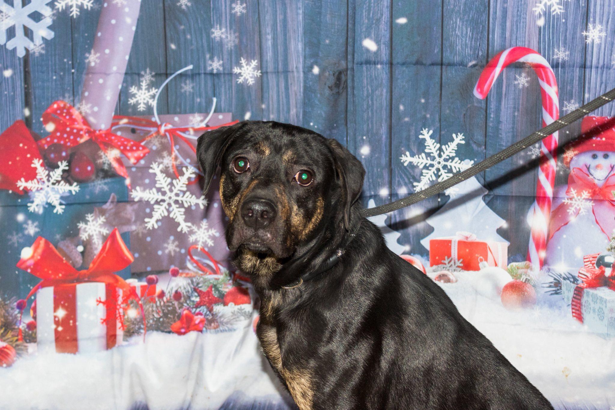 Enlarge Zekie, a Adoptable Shepherd in Muncie, IN image 5/6