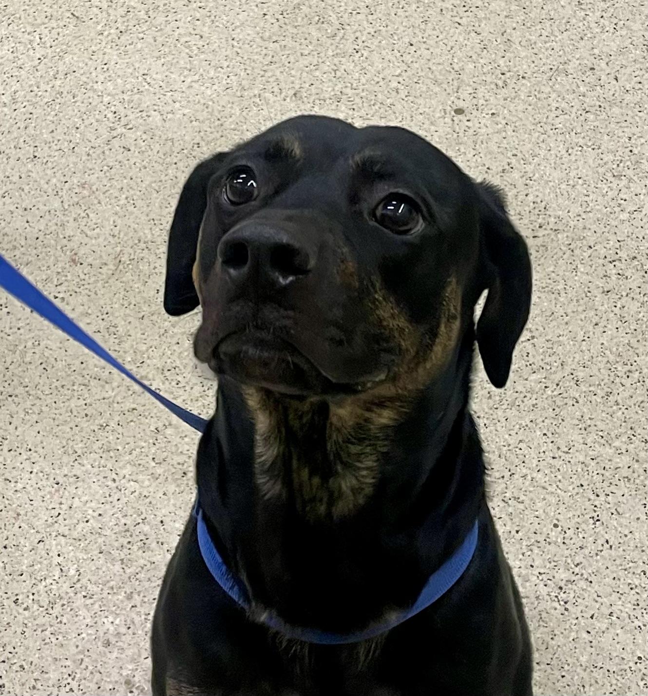 Enlarge Zekie, a Adoptable Shepherd in Muncie, IN image 3/6