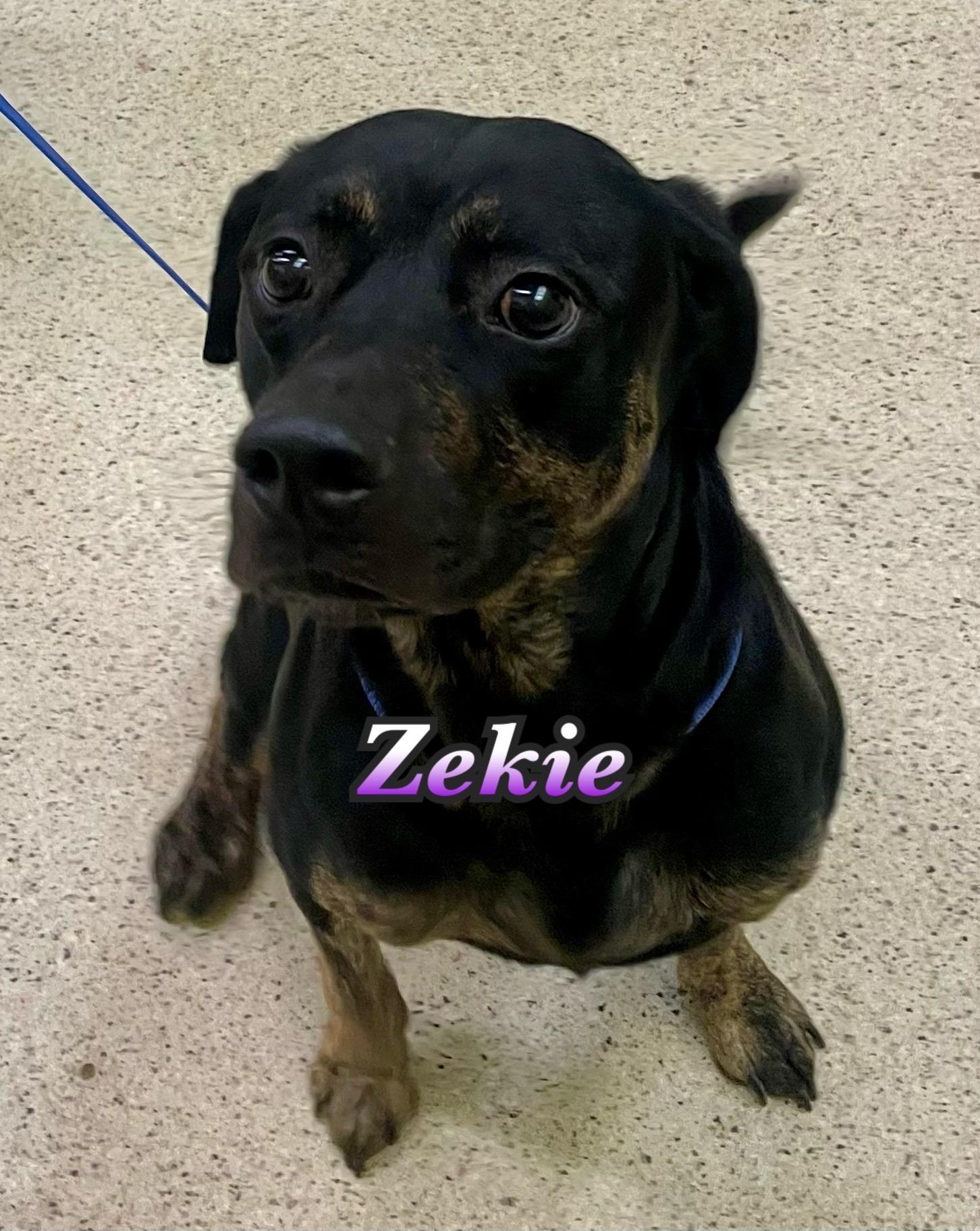 Zekie, Adoptable, Adult Male Shepherd.