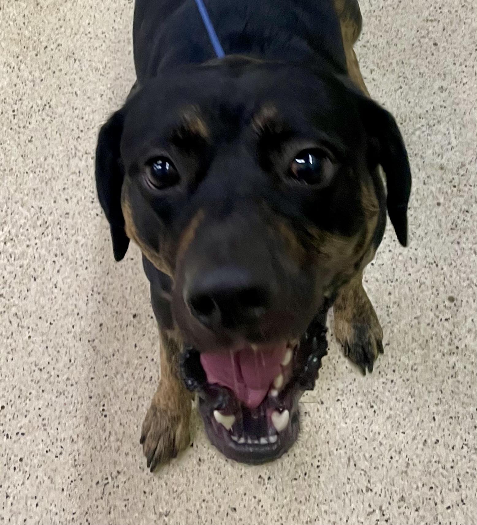 Enlarge Zekie, a Adoptable Shepherd in Muncie, IN image 6/6