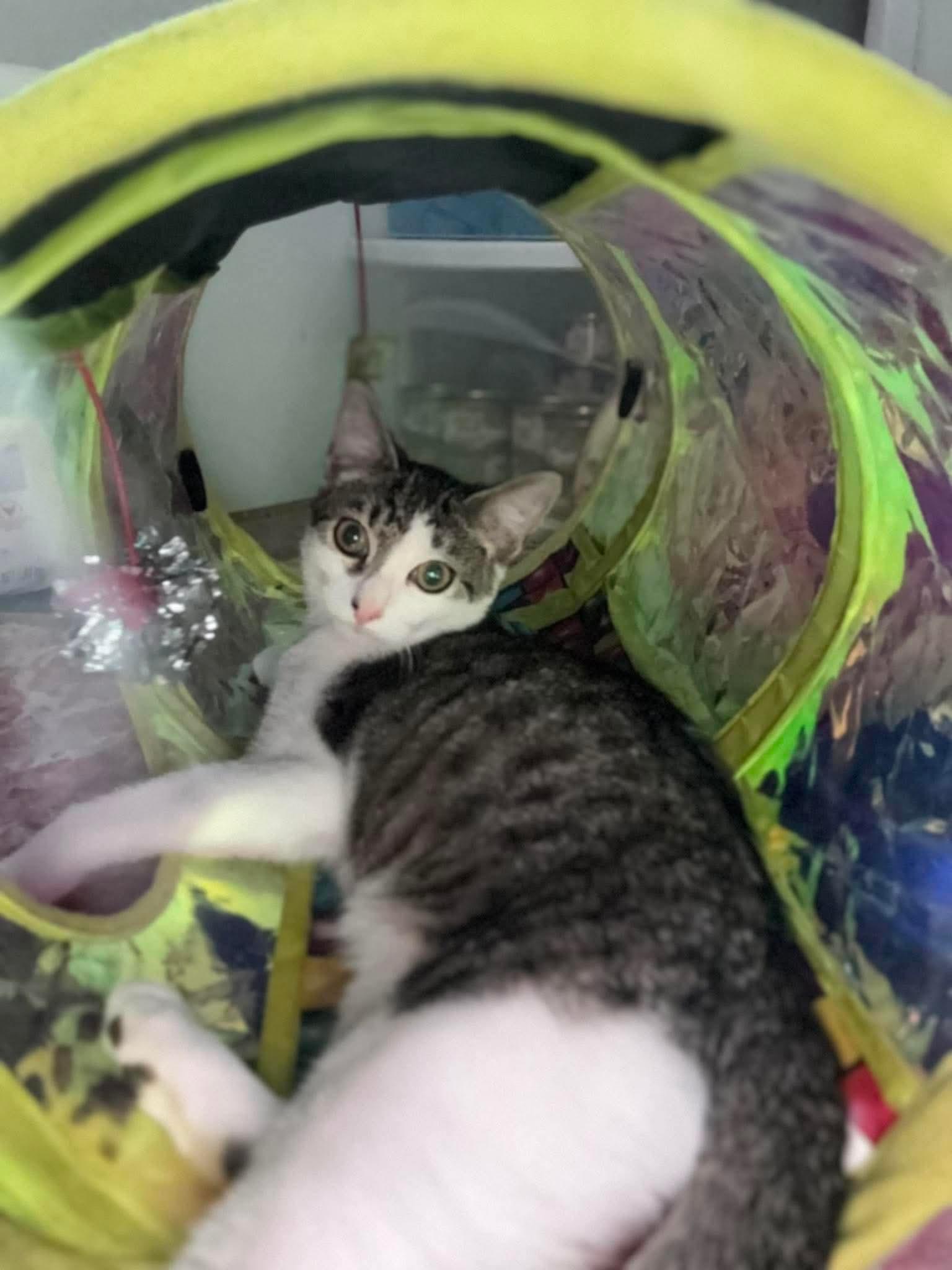 Enlarge Ross (Donald Ross), a ADOPTABLE American Shorthair in Aberdeen, NC image 3/3