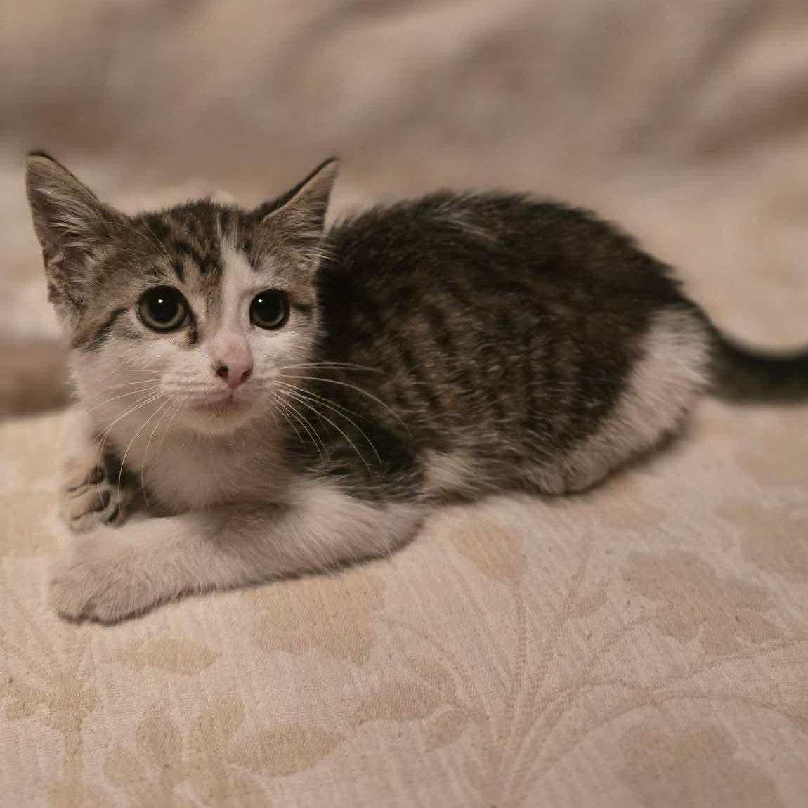 Enlarge Ross (Donald Ross), a ADOPTABLE American Shorthair in Aberdeen, NC image 2/3