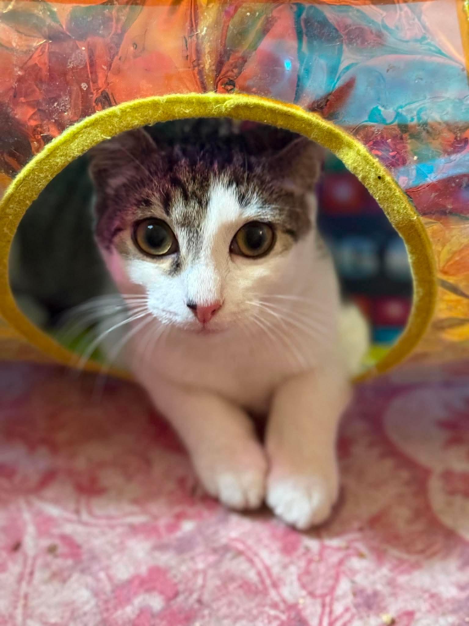 Ross (Donald Ross), ADOPTABLE, Kitten Male American Shorthair.