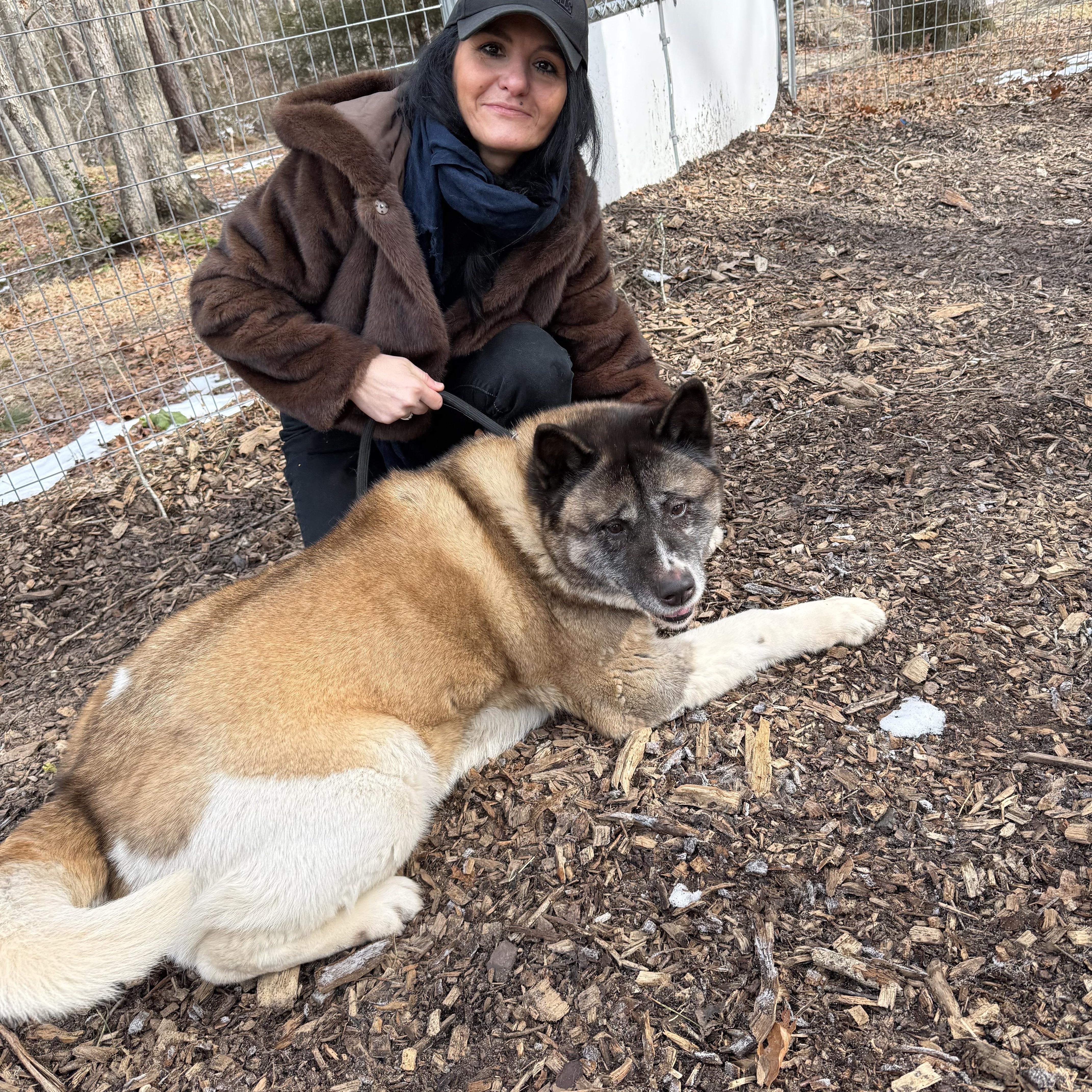 Enlarge Amanda, a Adoptable Akita in Toms River, NJ image 5/5