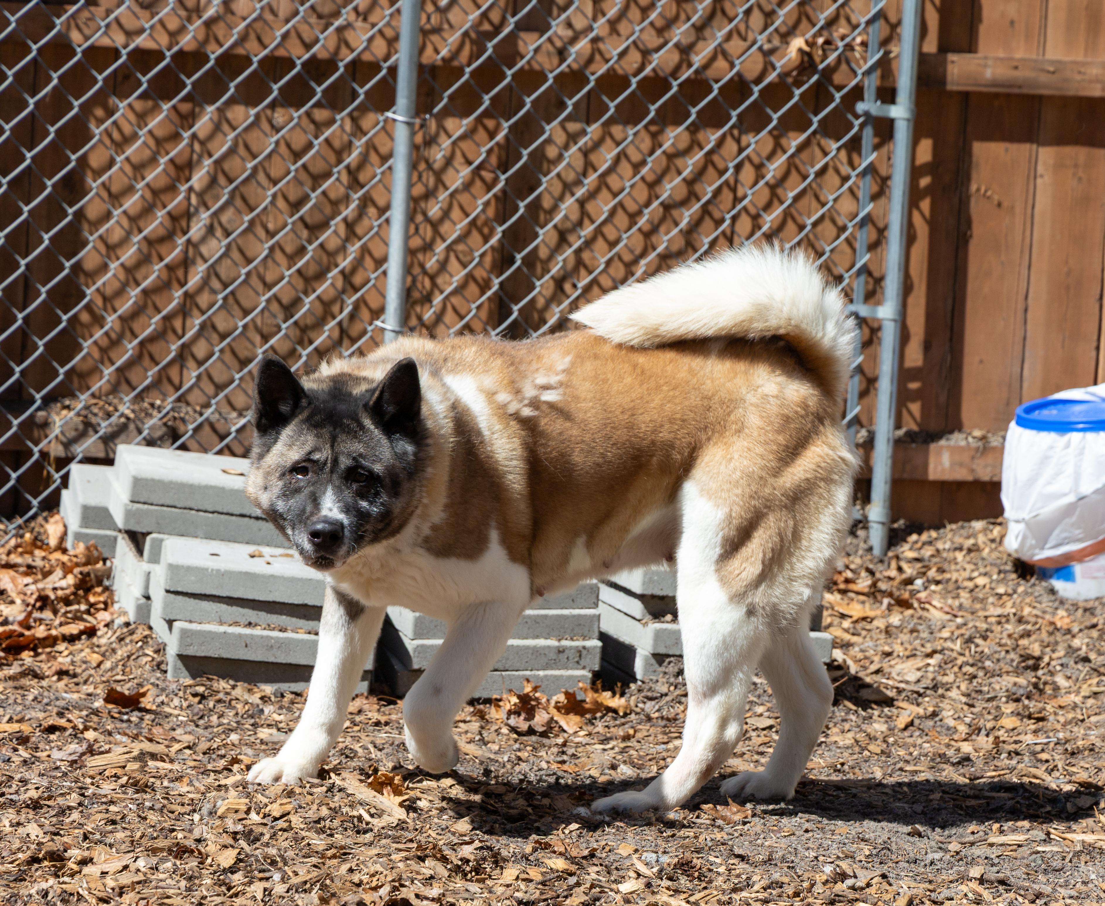 Amanda, a Adoptable Akita in Toms River, NJ image 1/6
