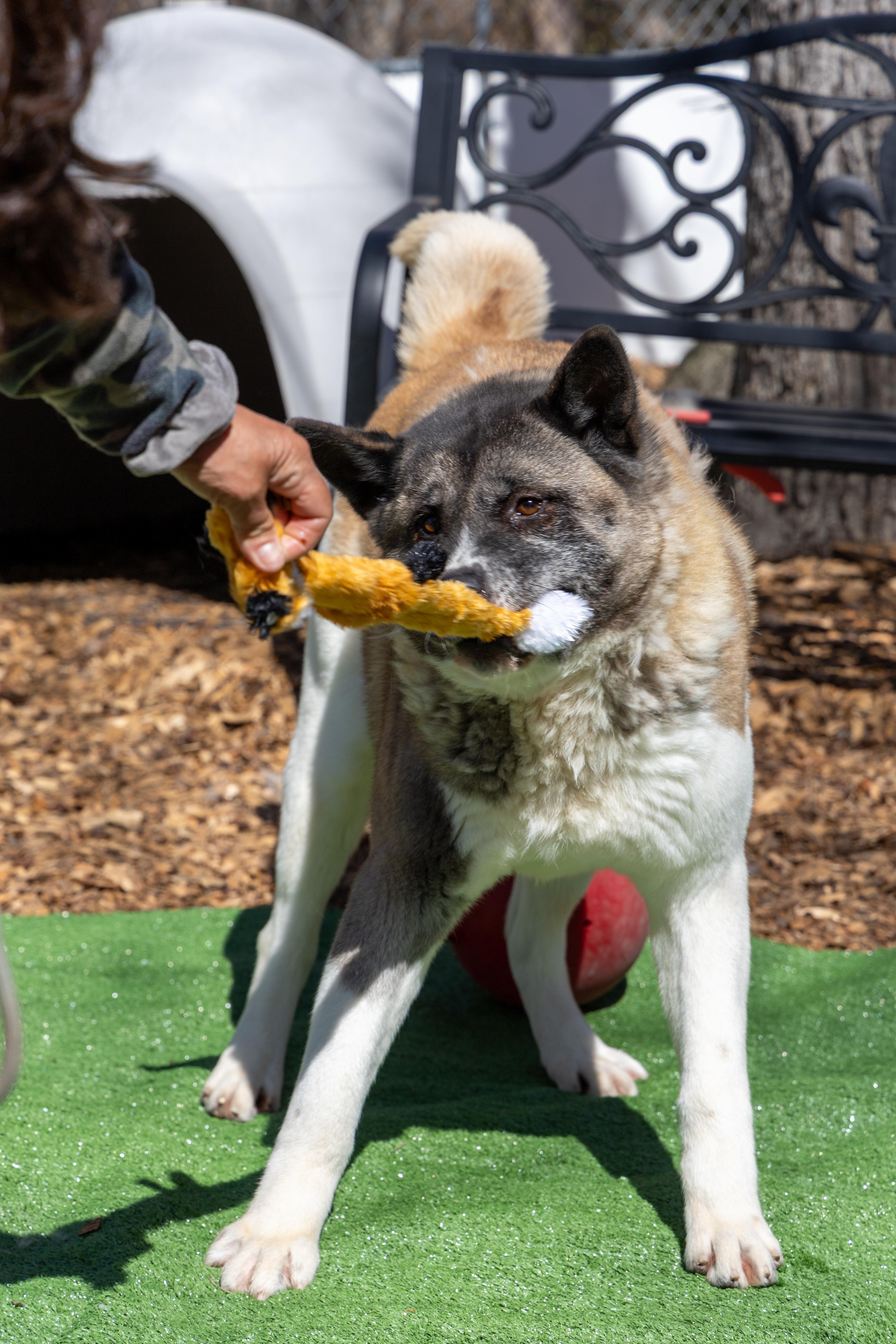 Amanda, a Adoptable Akita in Toms River, NJ image 5/6