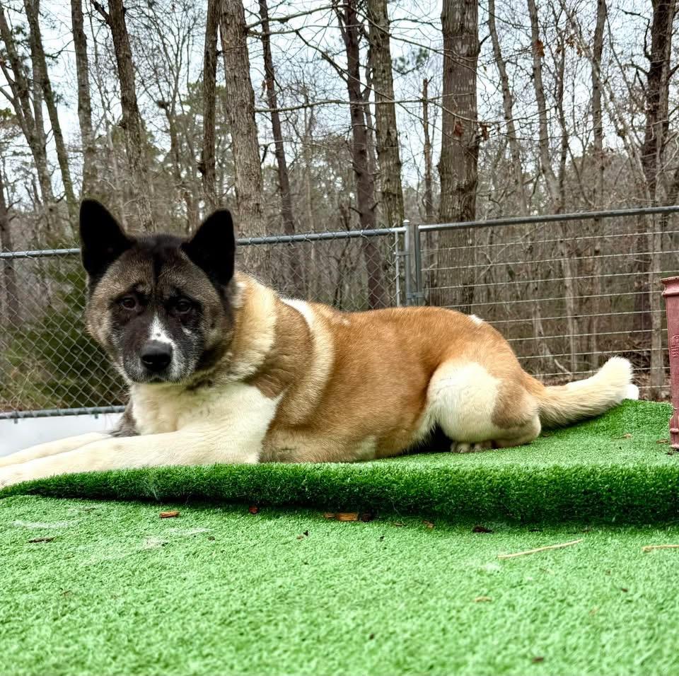 Enlarge Amanda, a Adoptable Akita in Toms River, NJ image 1/5