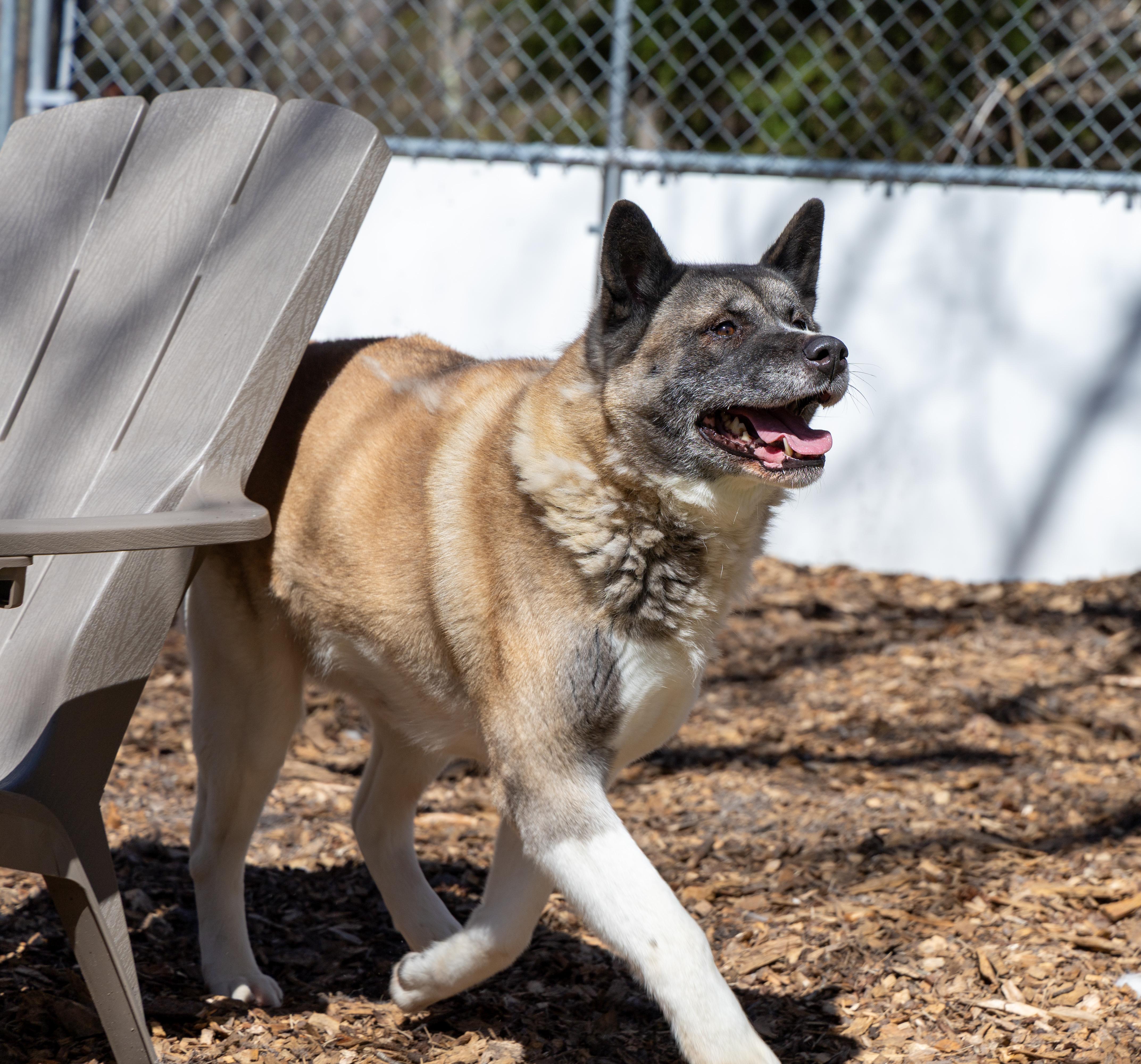 Amanda, a Adoptable Akita in Toms River, NJ image 6/6