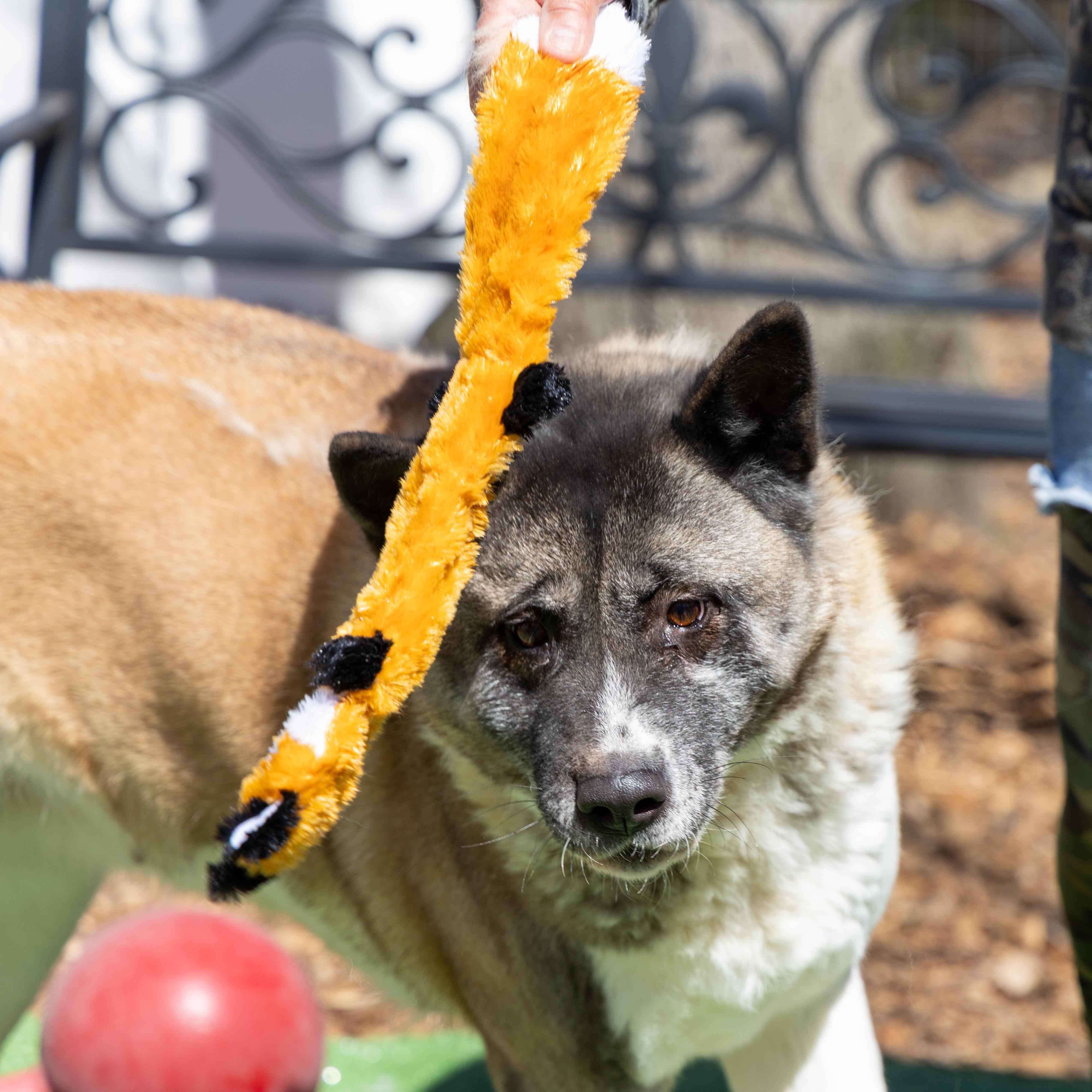 Amanda, a Adoptable Akita in Toms River, NJ image 2/6
