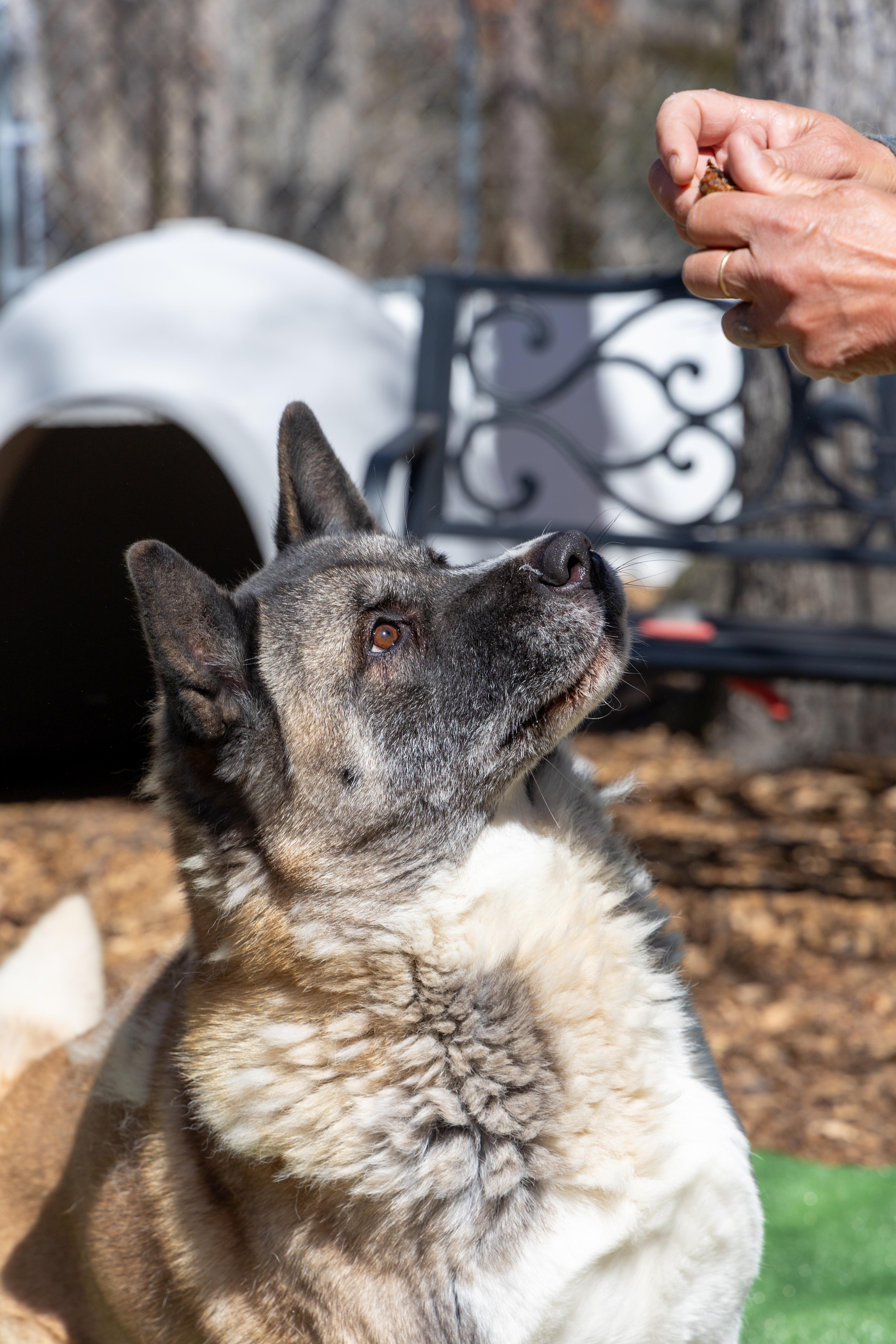 Amanda, a Adoptable Akita in Toms River, NJ image 3/6