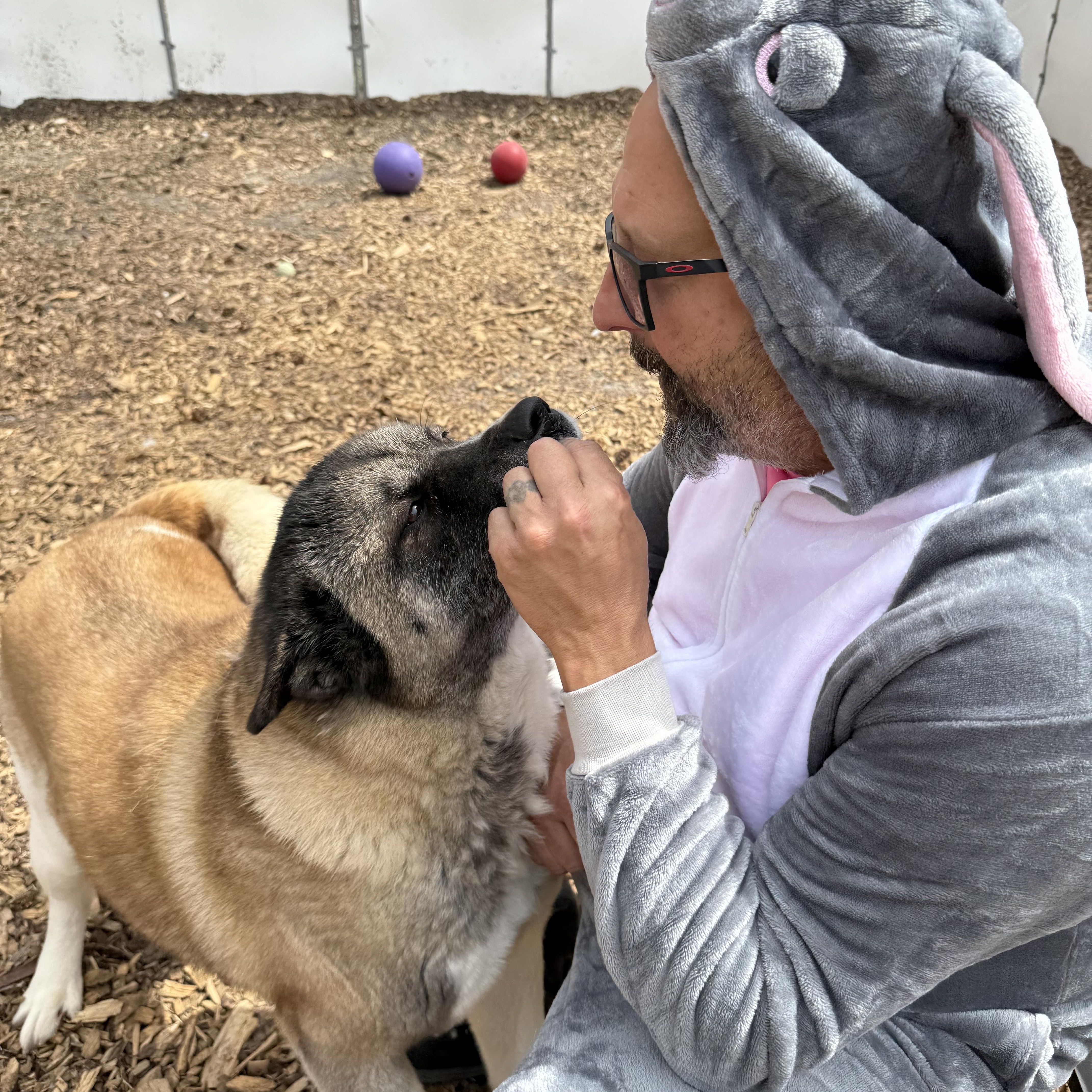Amanda, a Adoptable Akita in Toms River, NJ image 4/6