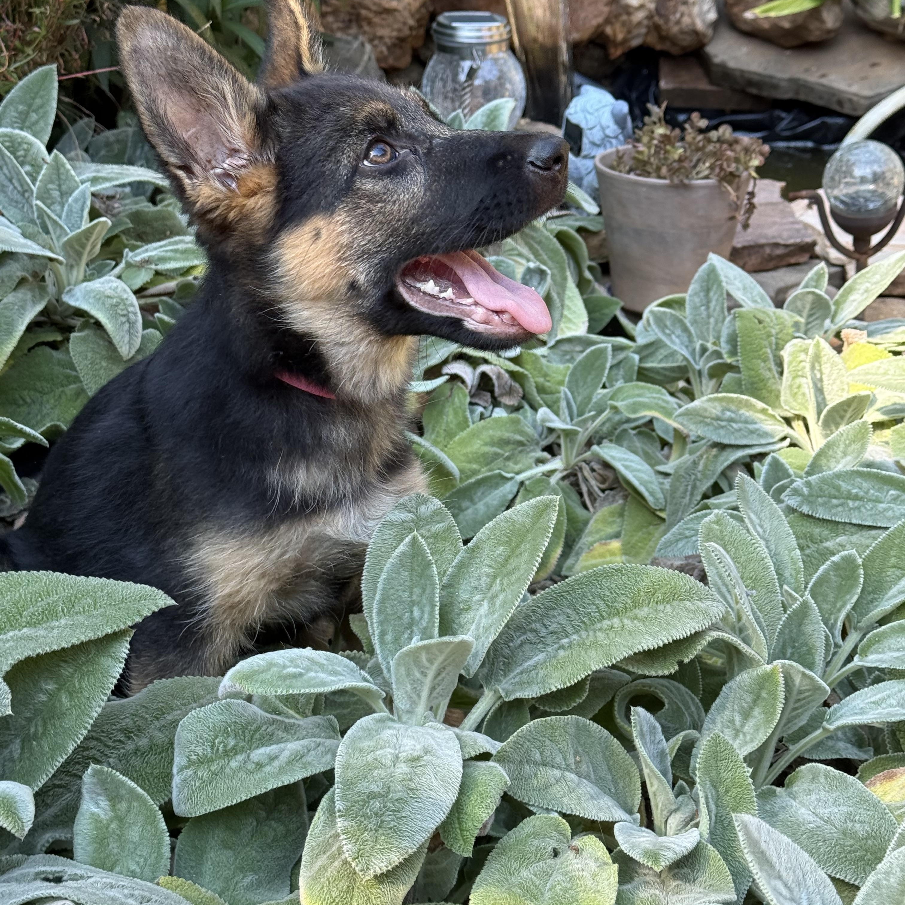 Enlarge Willow, an adopted German Shepherd Dog in Charlotte, NC image 3/4