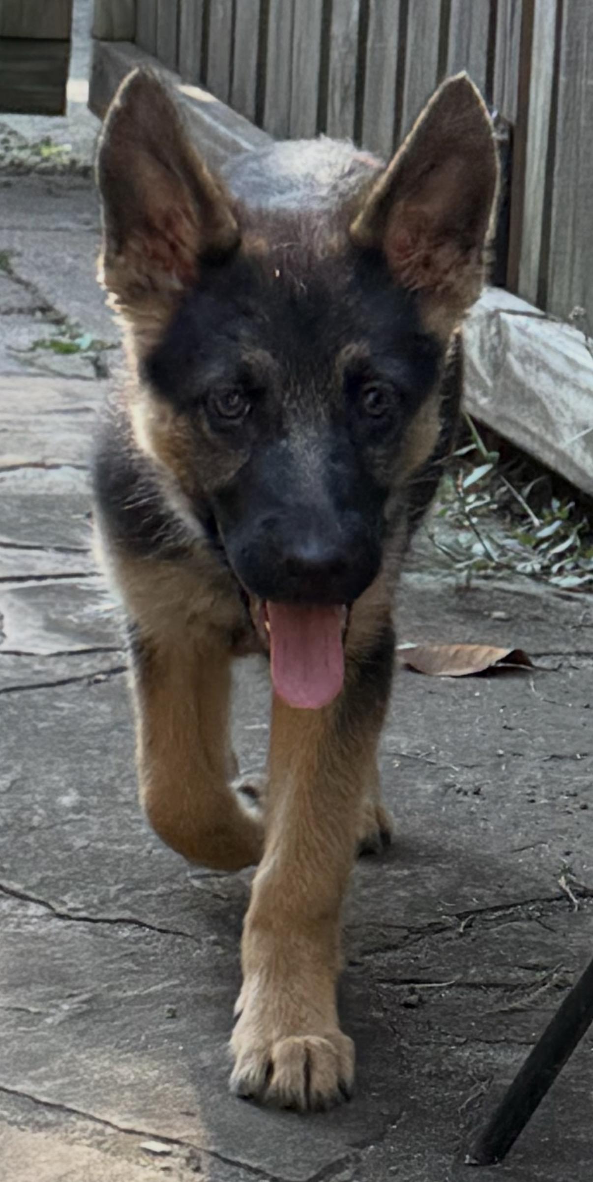 Enlarge Willow, an adopted German Shepherd Dog in Charlotte, NC image 4/4