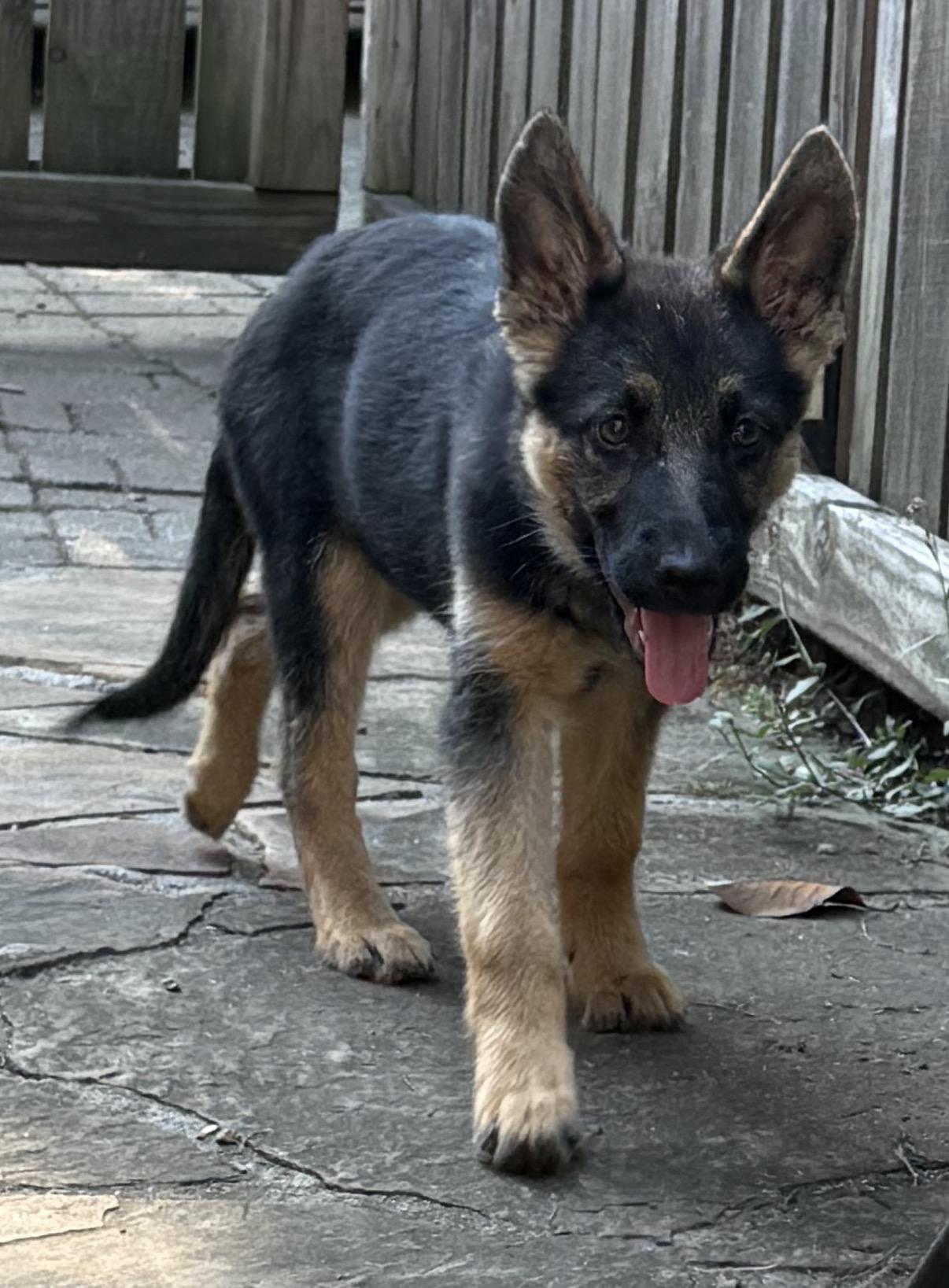 Enlarge Willow, an adopted German Shepherd Dog in Charlotte, NC image 2/4