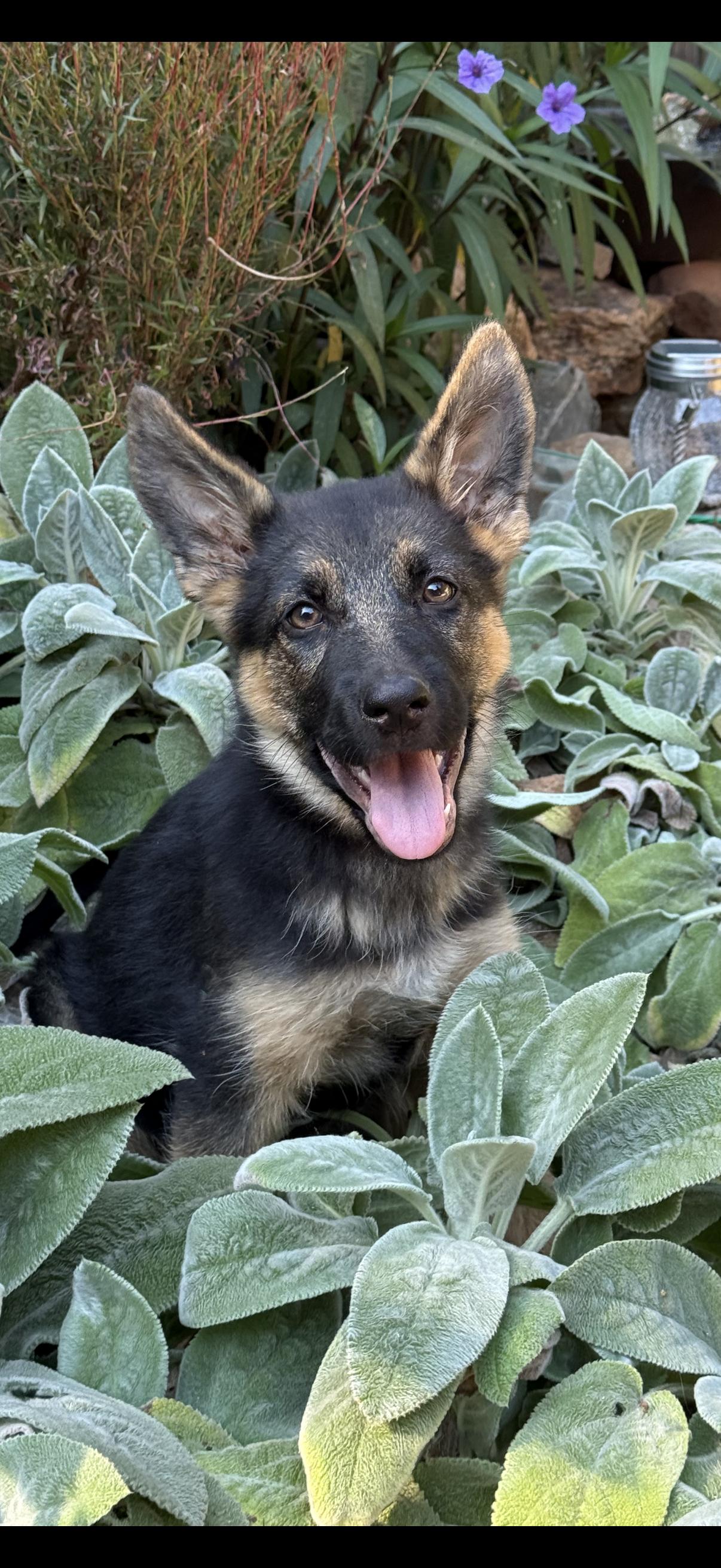 Willow, adopted, Puppy Female German Shepherd Dog.